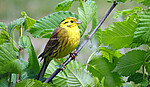 Logo Naturerlebnis Wanderung - Vogelstimmen bei Roßbach Kronwittberg