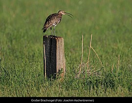 Banner Unseren Brachvögeln auf der Spur – Erkenntnisse aus den Besenderungsprojekten