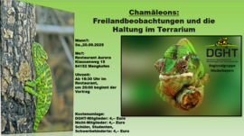 Banner Chamäleons: Freilandbeobachtung und Terrarienhaltung