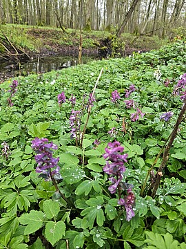 Banner Naturerlebnis Wanderung - Kollbach- und Vilsaue - Lerchenspornblüte im Auenland